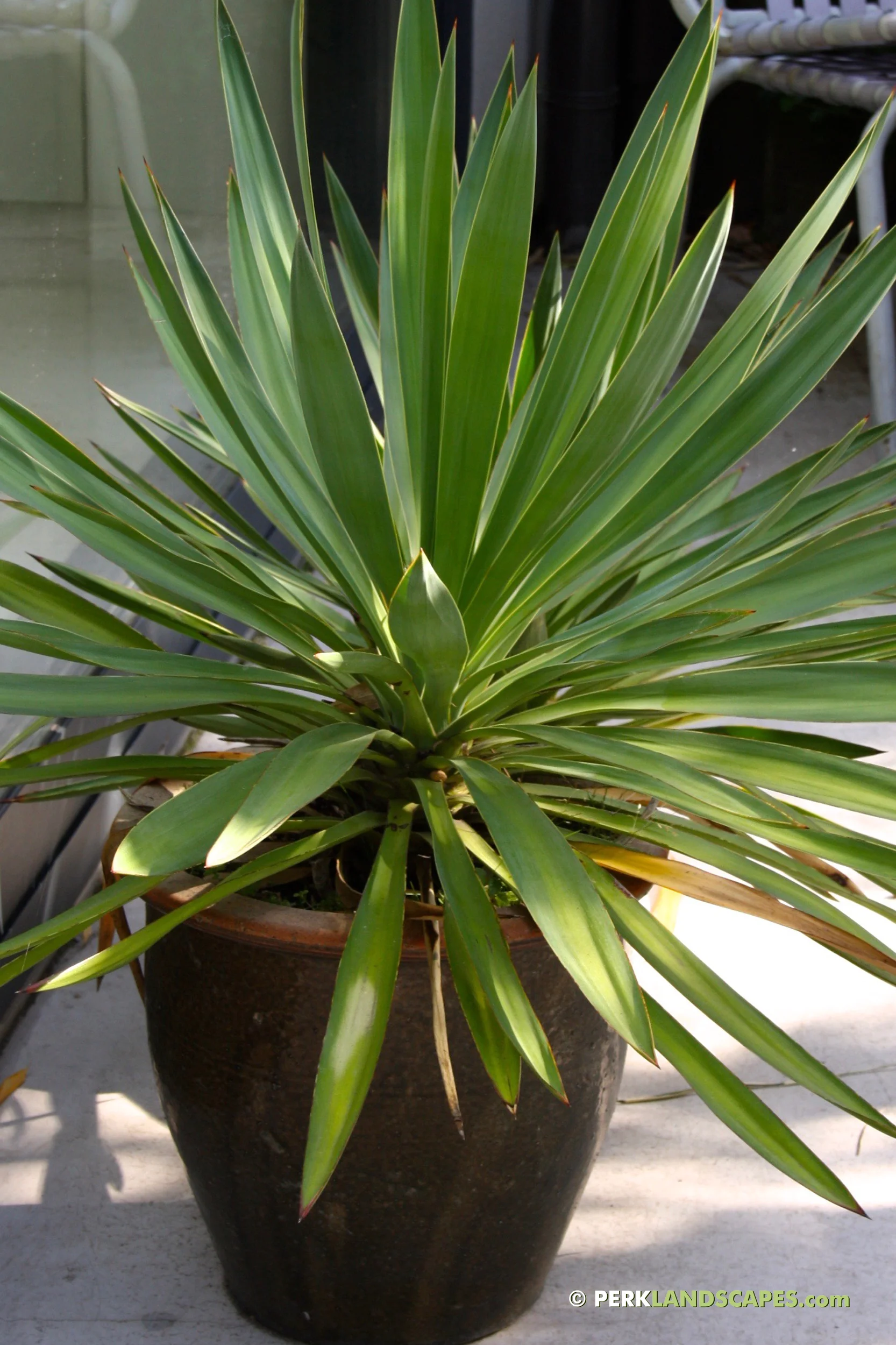 Mediterrane tuin met bamboe siergrassen en exoten