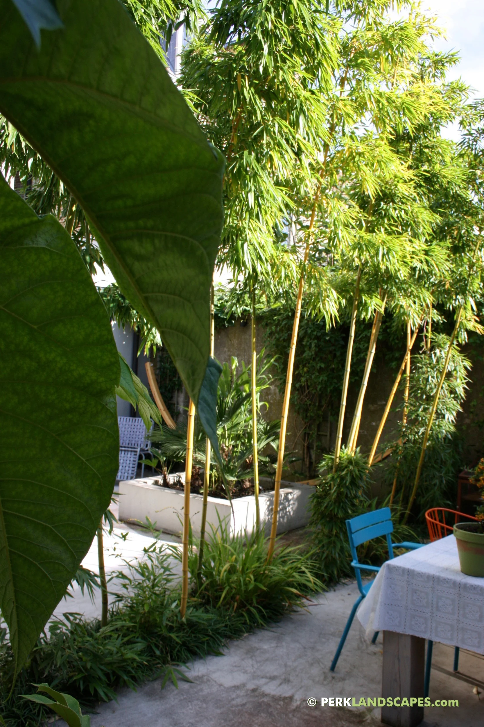 Mediterrane tuin met bamboe siergrassen en exoten