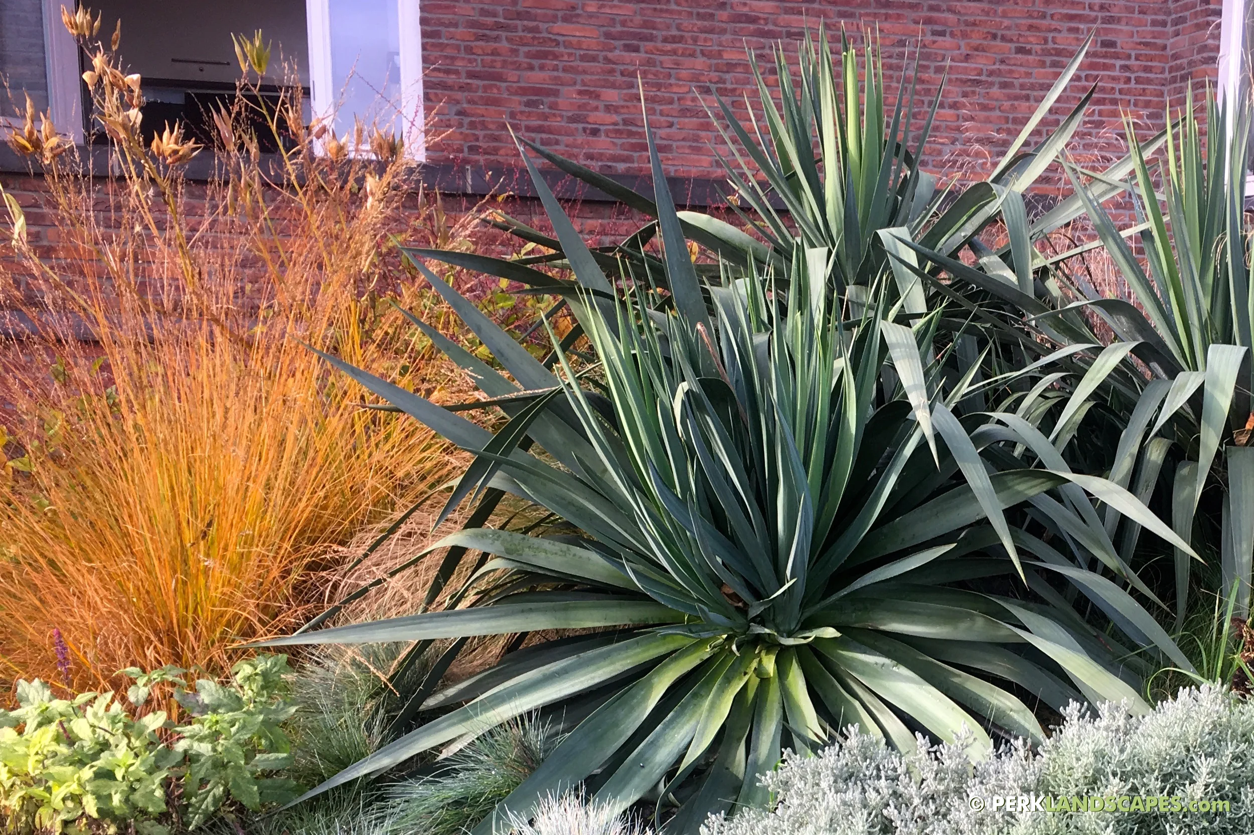 Tuin met bamboe siergrassen en exoten