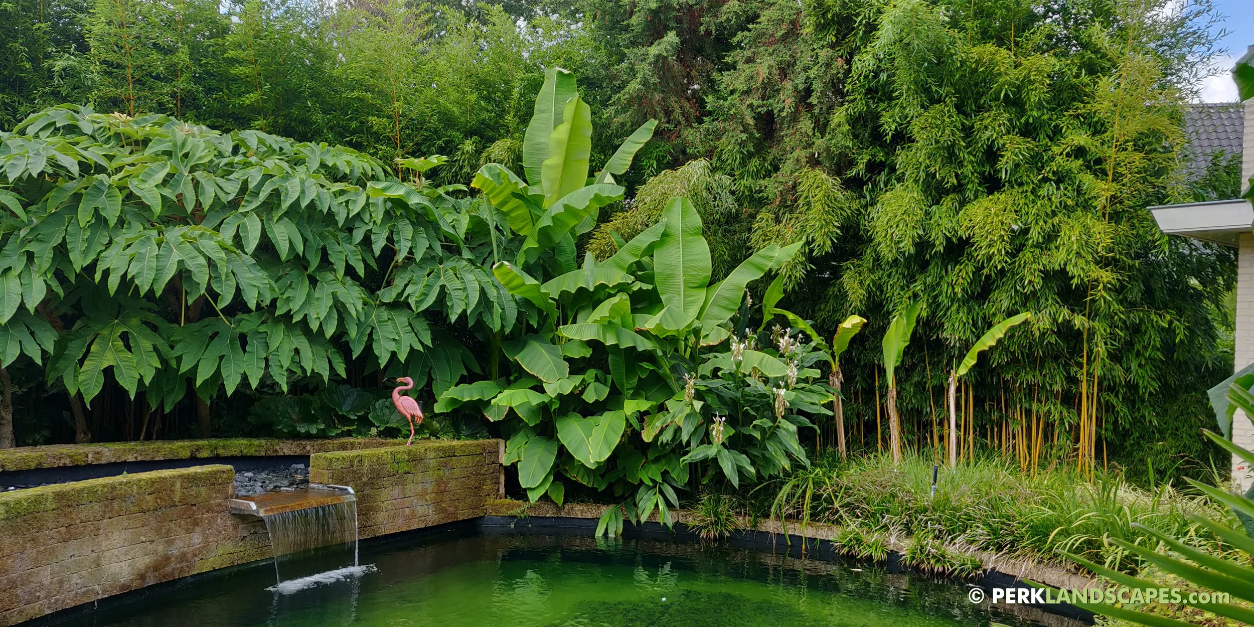 Tuin met bamboe siergrassen en exoten