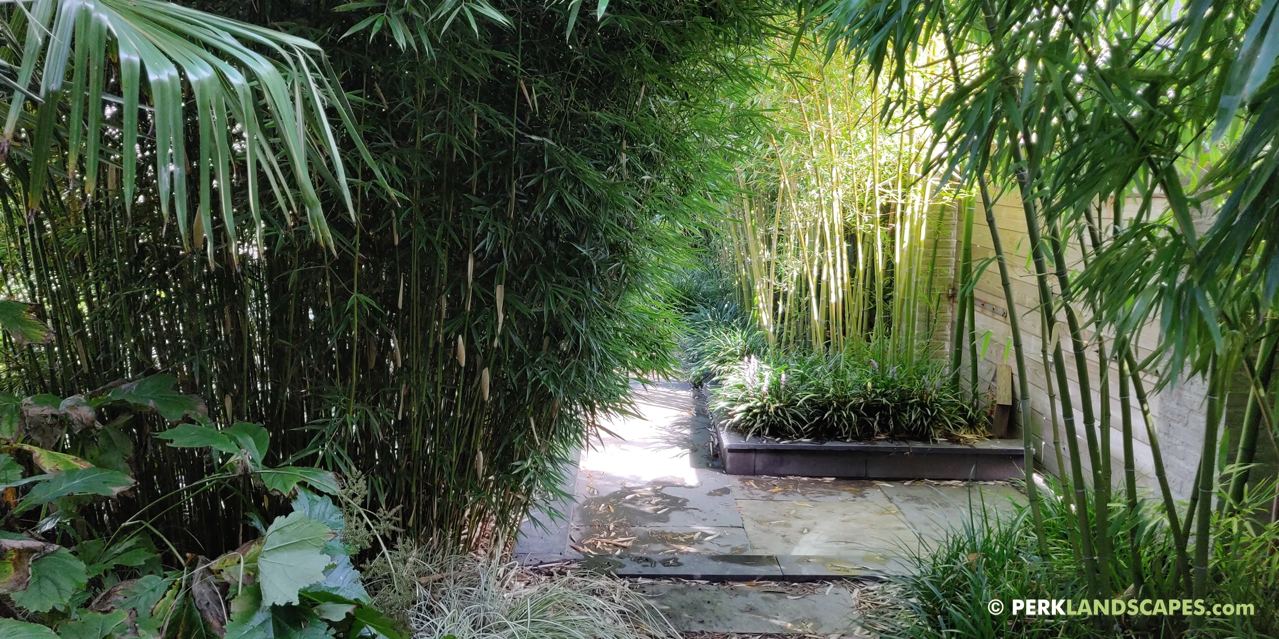 Tuin met bamboe siergrassen en exoten