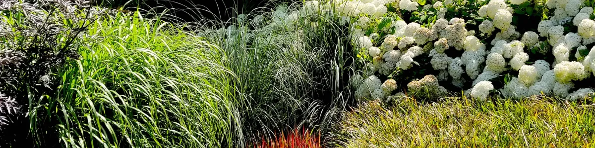 Landschappelijk bloeiende grassentuin