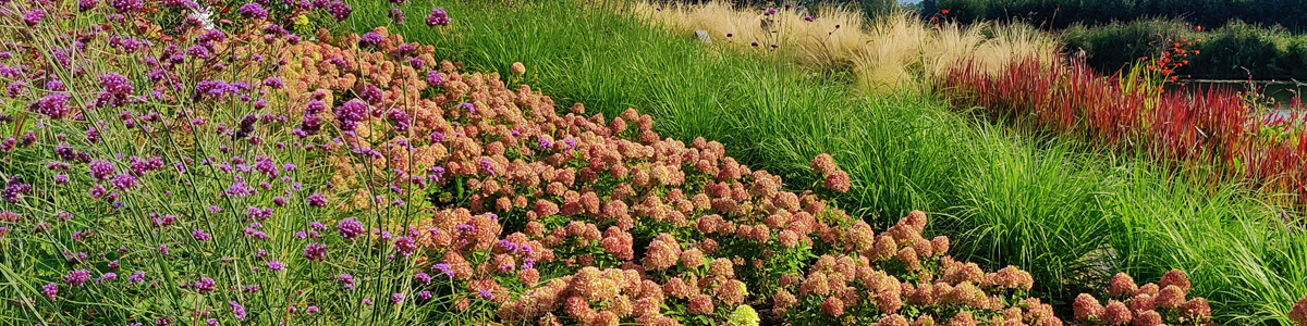 Bloeiende Grassentuin langs de Linge