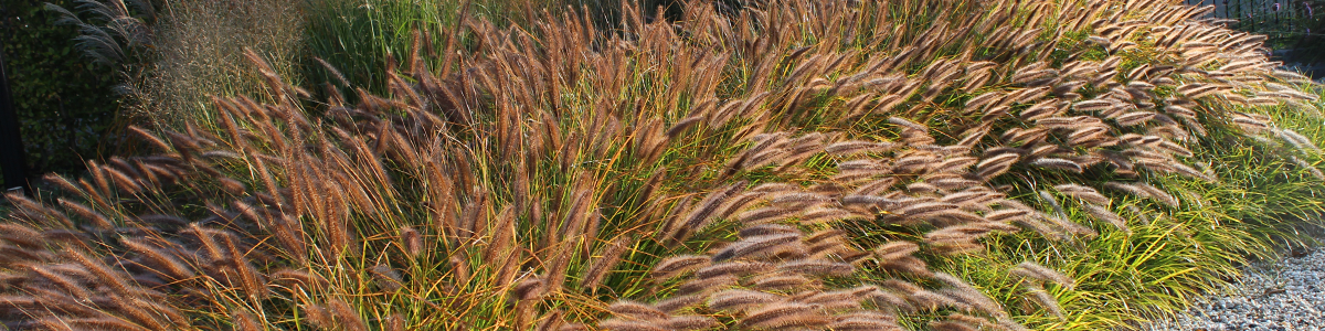 Ibiza-stijl landschappelijke tuin
