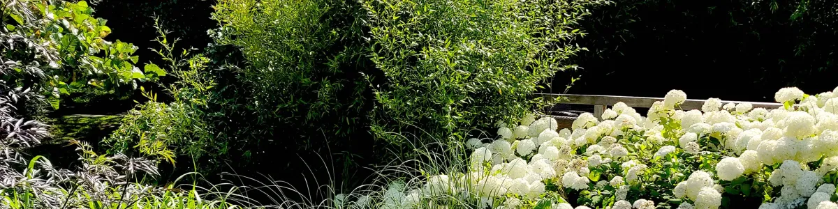 Landschappelijk bloeiende grassentuin